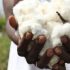 2021-05-25_Zambia-cotton_1200x675