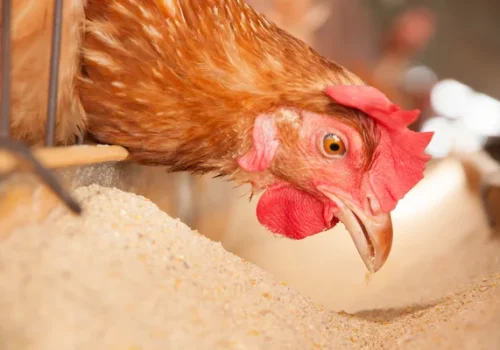 depositphotos_31489541-stock-photo-eggs-chickens-on-the-local